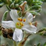 Frankenia corymbosa 花