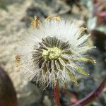 Senecio californicus Квітка