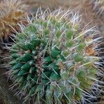 Mammillaria magnimamma Blatt