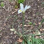 Iris orientalis Květ