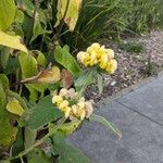 Phlomis russelianaFlower