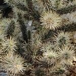 Cylindropuntia echinocarpa ᱛᱟᱦᱮᱸ