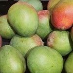 Mangifera indica Фрукт