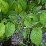 Ulmus minor Leaf