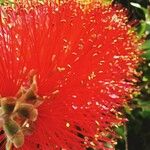 Callistemon citrinus Blomma