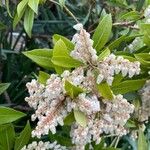 Pieris formosa Fula