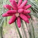 Pinus elliottii 花