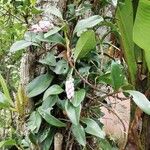 Anthurium scandens Плод