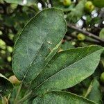 Malus sylvestris Leaf