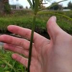 Cyperus giganteus Лист