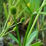 Ranunculus sceleratus Owoc