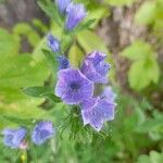 Echium plantagineumBlüte