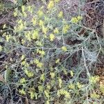 Echinophora tenuifolia Fleur