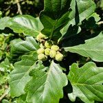 Quercus petraea ഫലം