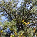 Pinus echinata Bark