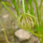 Koelpinia linearis Fruit