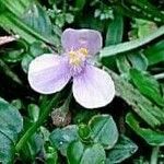 Tripogandra diuretica Flower