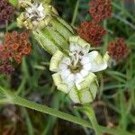 Silene ciliata Flor