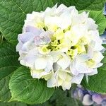 Hydrangea macrophylla Flower