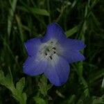 Nemophila menziesii Květ