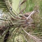 Butia yatay Hábito