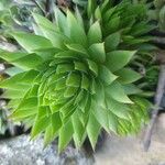 Sempervivum globiferum Leaf