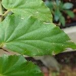 Begonia acutifolia Folla