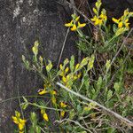 Genista germanica Lapas