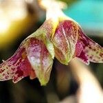 Bulbophyllum geminiflorum