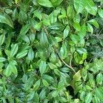 Photinia serratifoliaഇല