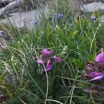 Pedicularis pyrenaica Flor