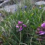 Pedicularis pyrenaica Flower