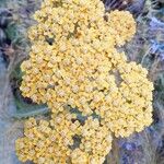 Achillea clypeolata Kwiat