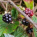 Rubus ferus Fruto