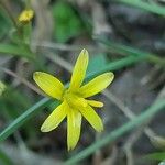 Gagea fragifera 花