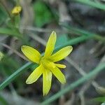 Gagea fragifera Flor