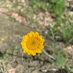 Anthemis tinctoria Flower