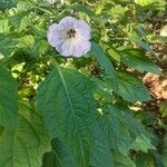 Nicandra physalodesBlüte