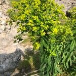 Euphorbia platyphyllos Цвят
