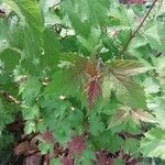 Viburnum sargentii Leaf