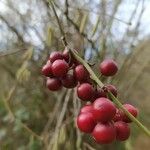 Cocculus carolinus Frukt