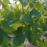 Vitis vinifera برگ