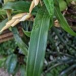 Coelogyne nervosa Leaf