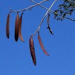 Oroxylum indicum Frukto