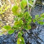 Salix repens Blatt