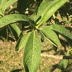 Pavetta schumanniana Leaf