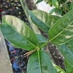 Ixora finlaysoniana Leaf