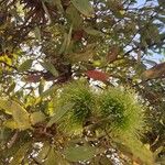 Eucalyptus lehmannii Blomma