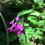 Primula matthioli Flower