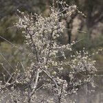 Rhus microphylla Агульны выгляд